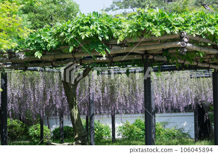 Kyoto wisteria trellis, Uji city, Kyoto prefecture 106045894