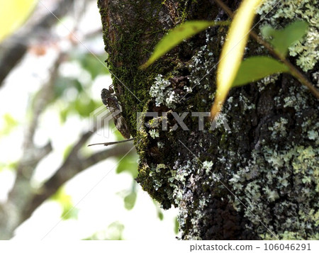 Brown cicada Brown cicada 106046291
