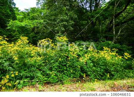 A North American-origin rudder plant designated as an invasive alien species by the Environment Agency A North American-origin rudder plant designated as an invasive alien species by the Environment Agency 106046631