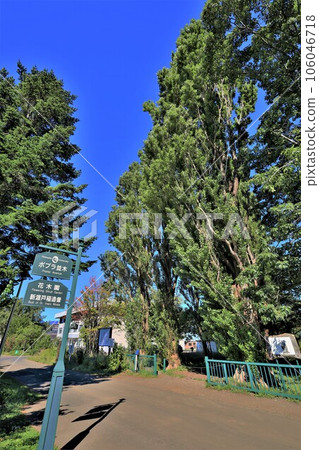 Hokkaido University / Row of Poplar Trees (Kita Ward, Sapporo City, Hokkaido) 106046718