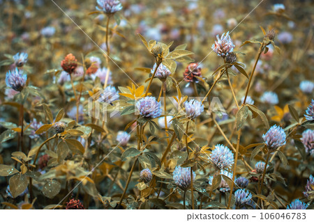 Close up meadow purple clover flower under the rain concept photo. 106046783