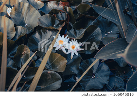 View of a garden pond with white water lily flower concept photo View of a garden pond with white water lily flower concept photo 106046816