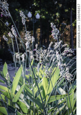 View of a garden pond filled with an aquatic plant with blue flowers concept photo 106046857