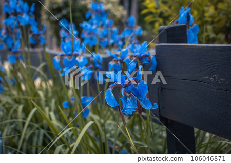 Bright blue Iris in garden landscape photo. Nature scenery photography with ferce on background. 106046871
