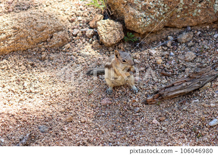 Chipmunk in the wild mountains Estes Park Colorado 106046980