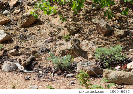 Chipmunk in the wild mountains Estes Park Colorado Chipmunk in the wild mountains Estes Park Colorado 106046985