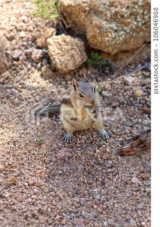 Chipmunk in the wild mountains Estes Park Colorado Chipmunk in the wild mountains Estes Park Colorado 106046988