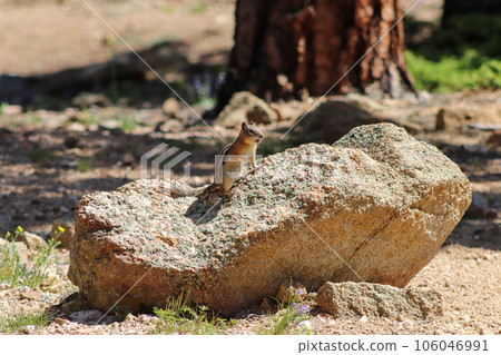 Chipmunk in the wild mountains Estes Park Colorado 106046991