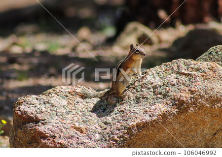 Chipmunk in the wild mountains Estes Park Colorado 106046992