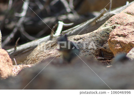 Chipmunk in the wild mountains Estes Park Colorado Chipmunk in the wild mountains Estes Park Colorado 106046996