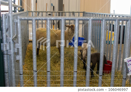 Nebraska State Fair in Grand Island Sheep in pens 2022 106046997