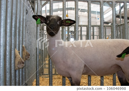 Nebraska State Fair in Grand Island Sheep in pens 2022 Nebraska State Fair in Grand Island Sheep in pens 2022 106046998