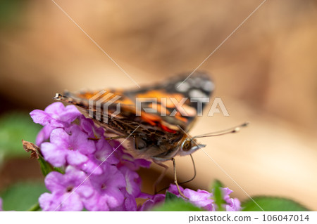 Close up Butterfly background interacting with a flower Close up Butterfly background interacting with a flower 106047014
