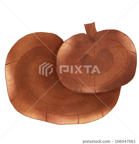 Ling  zhi mushrooms reishi mushrooms  106047061