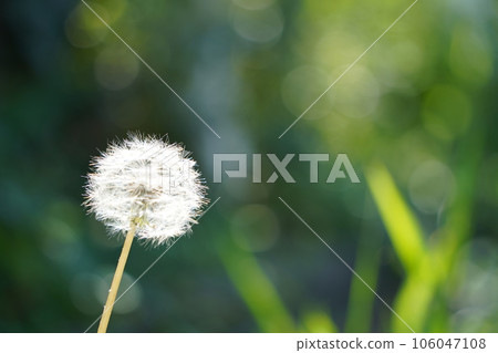 one fluff dandelion one fluff dandelion 106047108