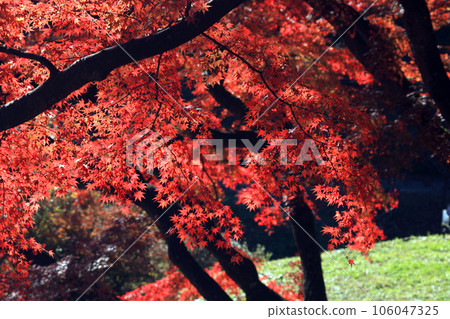 紅色公園裡的楓葉 106047325