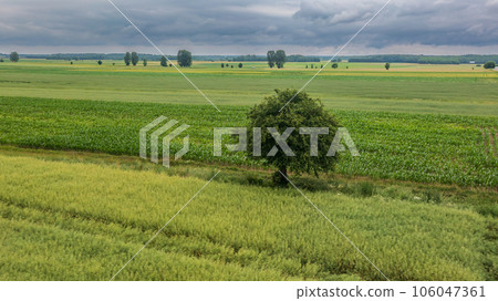 Rape field with a lonely tree from above 106047361