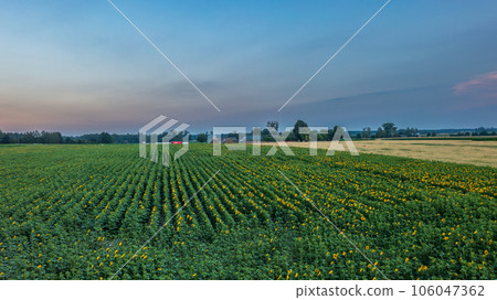 Sunflower field in summertime morning 106047362
