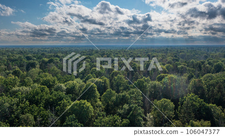 Polish part of Bialowieza Forest to east from Hajnowka aerial view 106047377