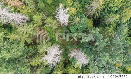 Top view of mixed tree stand with dry dead spruce tree still standing 106047381