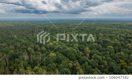 Polish part of Bialowieza Forest to east from Hajnowka  106047382