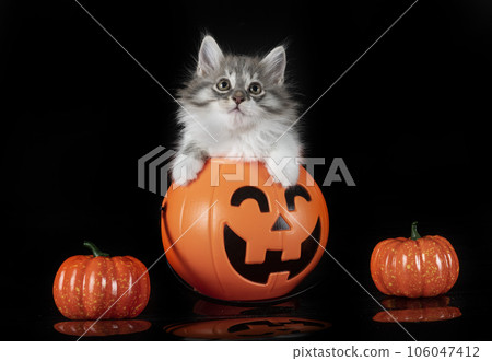 Kurilian Bobtail in studio 106047412