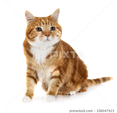 ginger cat in studio 106047423
