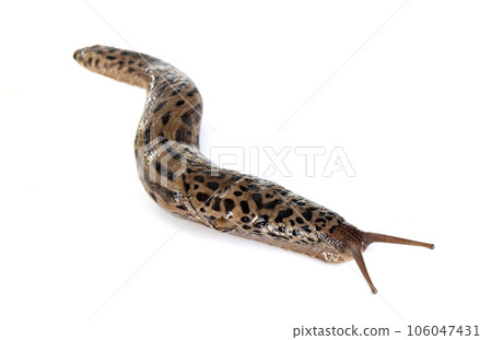 Limax maximus in studio 106047431