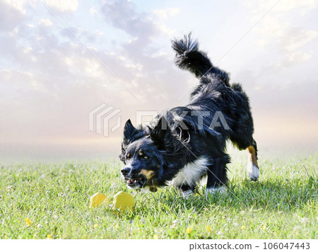 obedience training for border collie 106047443