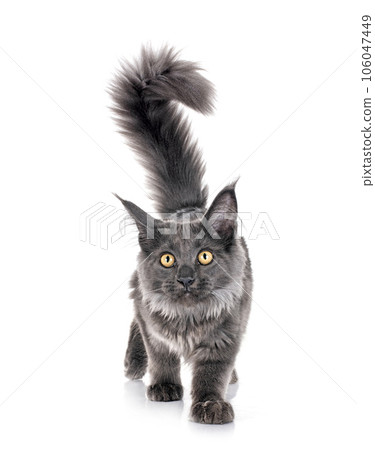 maine coon kitten maine coon kitten 106047449