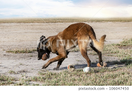 training of belgian shepherd training of belgian shepherd 106047450