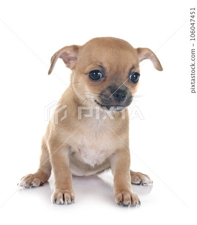 chihuahua in studio chihuahua in studio 106047451