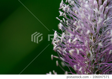 Plantago media, known as the hoary plantain, is a species of flowering plant in the plantain family Plantaginaceae. Plantago media, known as the hoary plantain, is a species of flowering plant in the plantain family Plantaginaceae. 106047571