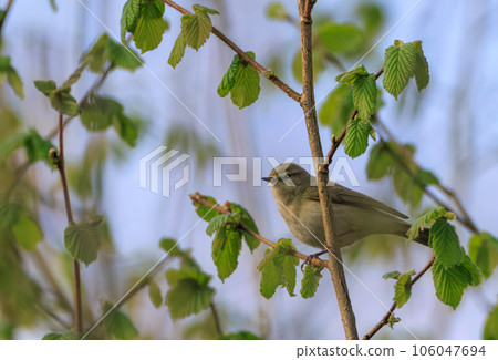 Common Chiffchaff(Phylloscopus collybita) looking back at camera Common Chiffchaff(Phylloscopus collybita) looking back at camera 106047694