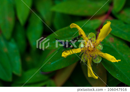 Hypericum perforatum, commonly known as St John's wort. The nine-spotted moth or yellow belted burnet. 106047916