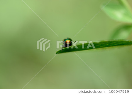 green dock beetle, gastrophysa viridula on green grass 106047919
