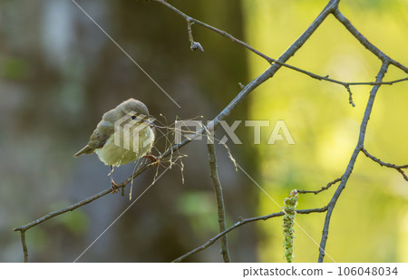 Common Chiffchaff(Phylloscopus collybita) holding grass Common Chiffchaff(Phylloscopus collybita) holding grass 106048034