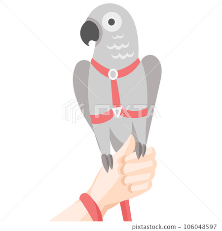 Grey parrot in red harness and leash on human hand 106048597