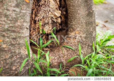 Landscape with trees and weeds growing with large tree hollows on the sidewalk 106048605
