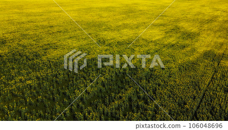 A picturesque field of sunflowers aerial view. A farm field on a hot summer day, landscape. A picturesque field of sunflowers aerial view. A farm field on a hot summer day, landscape. 106048696