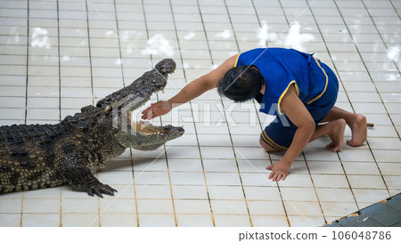 Thai huntsman man feed his hand into big crocodile's mouth at zoo Thai huntsman man feed his hand into big crocodile's mouth at zoo 106048786