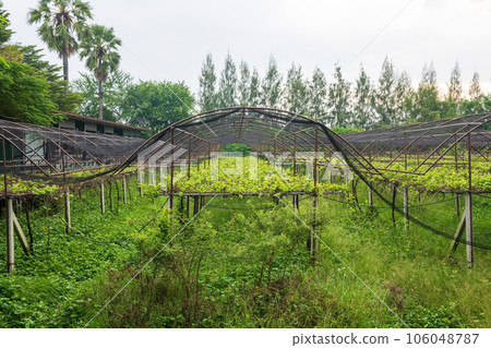 Organic vegetable farm in green house in rural of Thailand Organic vegetable farm in green house in rural of Thailand 106048787