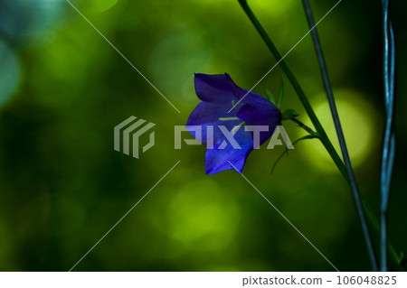 Adenophora is a genus of flowering plants in the family Campanulaceae. 106048825
