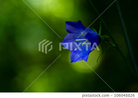 Adenophora is a genus of flowering plants in the family Campanulaceae. 106048826