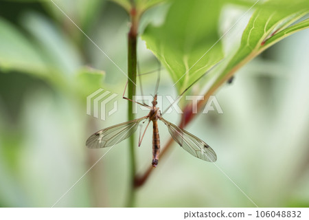 Close-up shot of a crane fly on leaves. Selective focus. Close-up shot of a crane fly on leaves. Selective focus. 106048832
