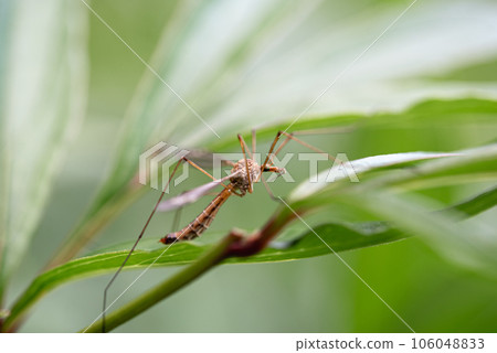 Close-up shot of a crane fly on leaves. Selective focus. 106048833