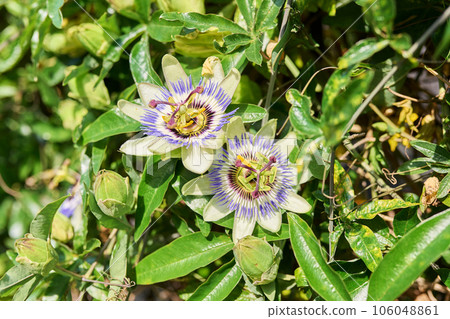 Passiflora blue plant, flowers close-up, decorative landscaping 106048861