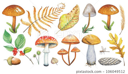 Forest set with watercolor mushrooms, leaves Forest set with watercolor mushrooms, leaves 106049512