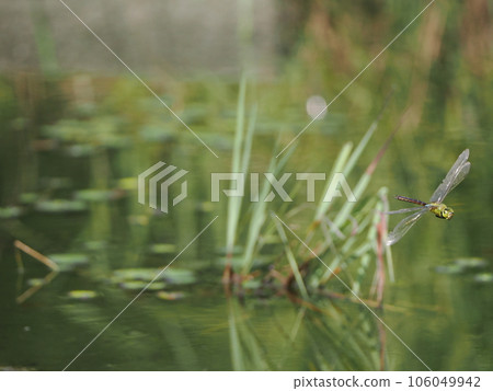 Dragonfly ginkgo perched on a reed near the water 106049942
