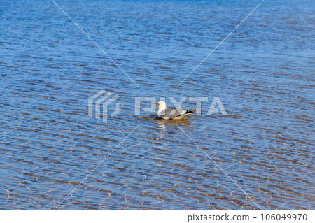 Seagull swimming in the Baltic sea Seagull swimming in the Baltic sea 106049970
